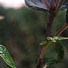 Ilex verticillata 'Winter Red', fruit