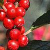 Ilex verticillata 'Winter Red', fruit