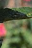 Ilex verticillata 'Winter Red', fruit