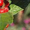 Ilex verticillata 'Winter Red', fruit