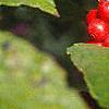 Ilex verticillata 'Winter Red', fruit