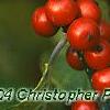 Ilex verticillata 'Winter Red', fruit