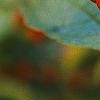 Ilex verticillata 'Winter Red', fruit