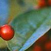 Ilex verticillata 'Winter Red', fruit