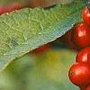 Ilex verticillata 'Winter Red', fruit