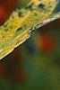 Ilex verticillata 'Winter Red', fruit