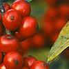 Ilex verticillata 'Winter Red', fruit