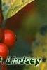 Ilex verticillata 'Winter Red', fruit