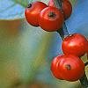 Ilex verticillata 'Winter Red', fruit