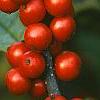 Ilex verticillata 'Winter Red', fruit