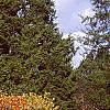 Ilex verticillata 'Winter Red', fall color