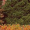 Ilex verticillata 'Winter Red', fall color