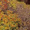Ilex verticillata 'Winter Red', fall color