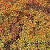Ilex verticillata 'Winter Red', fall color