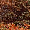 Ilex verticillata 'Winter Red', fall color