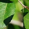 Ilex vomitoria, leaves