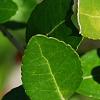 Ilex vomitoria, leaves