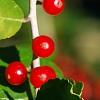Ilex vomitoria, leaves