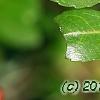 Ilex vomitoria, leaves