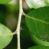 Ilex vomitoria, leaves
