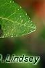 Ilex vomitoria, leaves