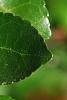Ilex vomitoria, leaves