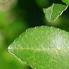 Ilex vomitoria, leaves