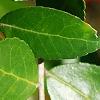 Ilex vomitoria, leaves