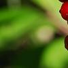Ilex vomitoria, fruit
