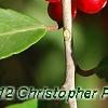 Ilex vomitoria, fruit