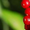 Ilex vomitoria, fruit