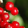 Ilex vomitoria, fruit