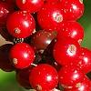 Ilex vomitoria, fruit