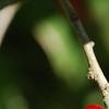 Ilex vomitoria, fruit