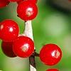 Ilex vomitoria, fruit