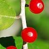 Ilex vomitoria, fruit