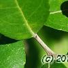 Ilex vomitoria, fruit