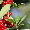 Ilex vomitoria, fruit