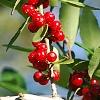 Ilex vomitoria, fruit