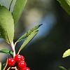 Ilex vomitoria, fruit