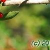Ilex vomitoria, fruit
