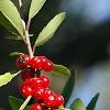 Ilex vomitoria, fruit
