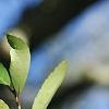 Ilex vomitoria, fruit