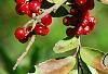 Ilex vomitoria, fruit