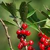Ilex vomitoria, fruit