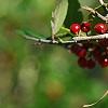 Ilex vomitoria, fruit