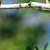 Ilex vomitoria, fruit