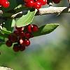Ilex vomitoria, fruit