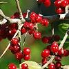 Ilex vomitoria, fruit