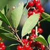 Ilex vomitoria, fruit